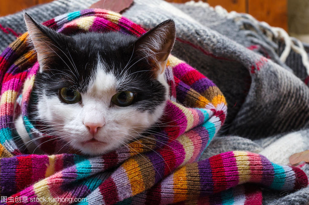 冬日的守護者 貓與圍巾的溫暖羈絆
